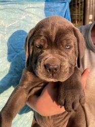 AKC and ICCF registration Cane Corso