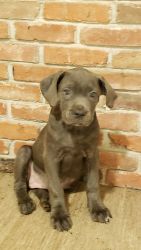 Cane Corso's at a GREAT PRICE
