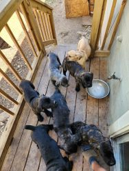 ICCF registered Cane Corso puppies