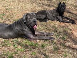 I have full blooded Cane Corso puppies looking for new permanent homes
