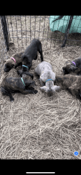 Purebred Corso puppies 9 weeks