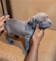 Loving Cane Corso puppies for sale