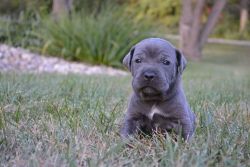 Cane Corso Puppies Born 9/8/2022