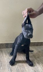 Cane Corso Puppy with Kci