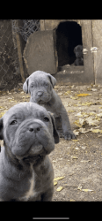 Cane corso / Neopolitan mastiff puppies
