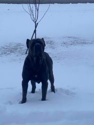 AKC and ICCF CANE CORSO