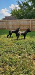 Cane Corso Puppies for Sale