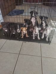 9 Cane Corso Lab Mix 8 weeks old