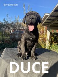 5 mo old Cane Corso Pups for Sale