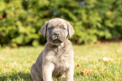 AKC Cane Corso male puppy in Indiana