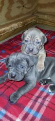Cane Corso Puppies For Sale AKC/ICCF