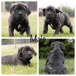 AKC Cane Corso male puppy in Indiana