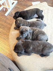 New Year Cane Corso puppies available now