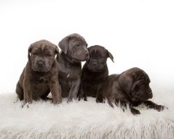 Gorgeous Purebred Cane Corso Puppies, Ready Jan 15th