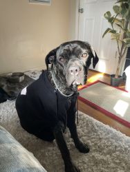 Cane Corso 1 year old Female