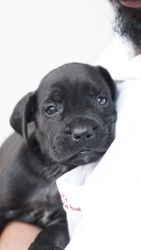 Pure breed Cane Corso Puppies Available