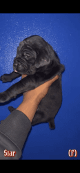 Cane Corso Puppies 4 weeks old. Ready to go in 2 weeks.