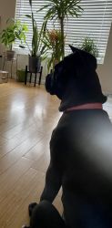 Rehoming 5 month old Cane Corso Pup