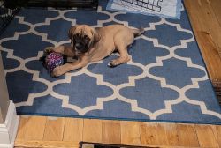 10 weeks old cane corso puppy