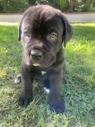 8 week old cane Corso 6 available 2 brindle 4 black
