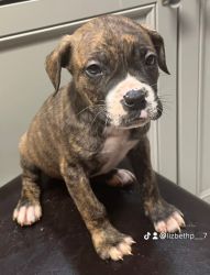 Puppies for sale in Bay Area / Sacramento Area