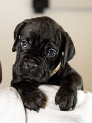8 AKC / ICCF Championship pedigree Cane corso puppies available