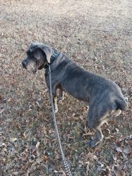 4 year old female Cane corso