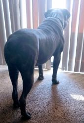3 year old cane corso