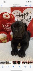 ICCF Cane Corso Male Puppy - King