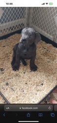 Purebred Italian Cane Corso puppies - AKC and ICCF registered