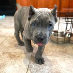 Energetic Male and Female Cane Corso Puppies For Sale.