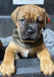 Cane Corso puppies for sale