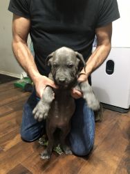 Cane Corso puppies need forever home