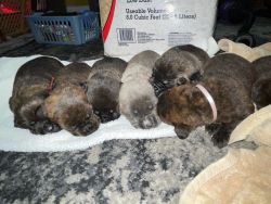 Cane corso puppies born on 2-23-23