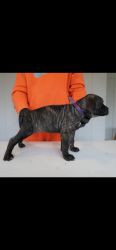 Cane Corso pups available for there Fur ever home.