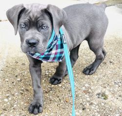 Intelligent,affectionate 12 week old Cane Corso