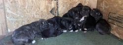 Female cane Corso and her pups