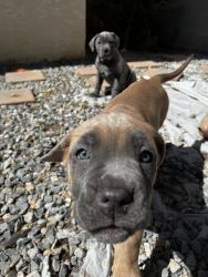 Cane Corso Puppies for sale!