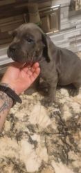 Blue and Fawn Cane Corso Puppies