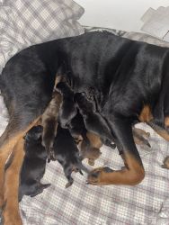 8 cane corso (brindle) / Rottweiler mix puppies