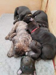 9 week old Cane Corso puppies