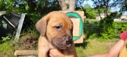 Awesome mix breed puppies