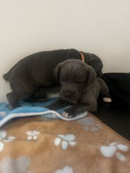 KeKe’s Kennel LLC Cane Corso puppies available