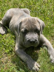 Cane Corso Puppy for Sale
