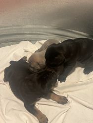 3 Cane Corso puppies for sale