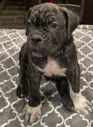Cane Corso Puppies Available 8/1