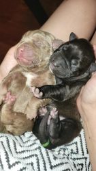 Beautiful Rare CANE CORSO puppies