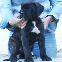 Astounding Cane Corso Puppies Ready For New Homes.