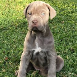 Lovely male and female cane corso puppies