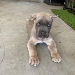 Blue Eyes cane corso puppy